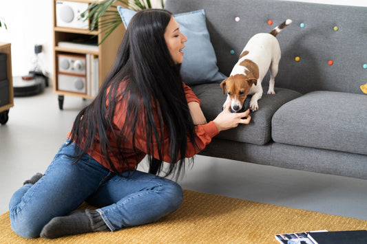 How to Find Pet-Friendly Furniture in West Chester, OH